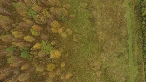 Landscape forest on the shore Stock Footage 159881785