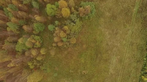 Landscape forest on the shore Stock Footage 159881796