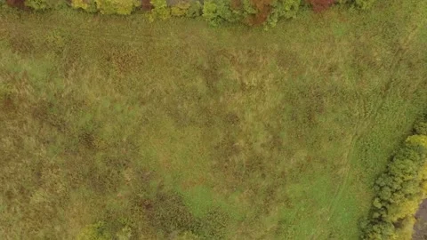 Landscape forest on the shore Stock Footage 159881810