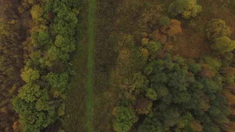 Landscape forest on the shore Stock Footage 159881836