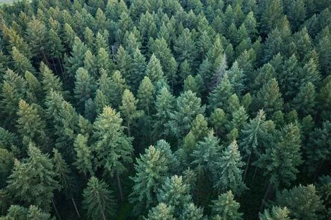 Landscape with forest in spring. Green forest in summer aerial view. Rainforest Stock Photos