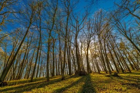Landscape forests fields medows spring sunny day near Uhercice village 库存照片