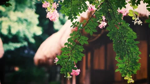 A landscape of fresh spring rain falling on the banyan tree blossoms Stock Footage 171921433