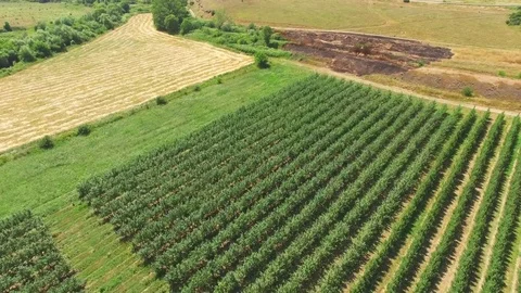 Landscape with fruit orchards, wheat fields, aerial video Stock Footage 78116884