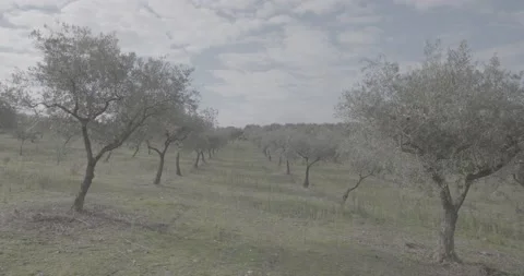 Landscape full of olive trees Stockbeeldmateriaal 143964787