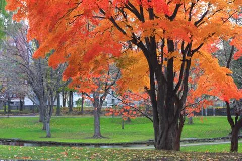 Landscape of garden in fall Stock Photos
