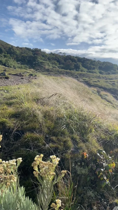 Landscape of Gede Pangrango Mountain Stock Footage 211930876