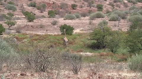 Landscape with girafe Stock Footage 51328323