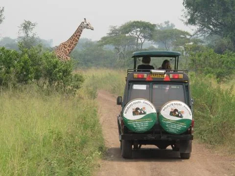 The landscape a giraffe passing a road while a tourists car is passing Stock-Fotos