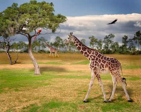 Landscape with giraffes Stock Photos