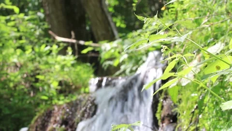 Landscape with grass and a small waterfall and playful 836 Stock Footage 171062001