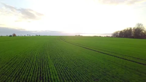 Landscape with grass field and sky during golden hour Stock Footage 229200842