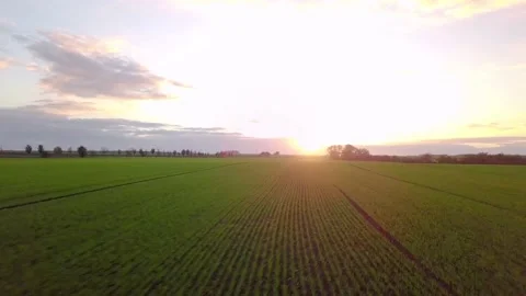 Landscape with grass field and sky during golden hour - Dynamic Stock Footage 229200940