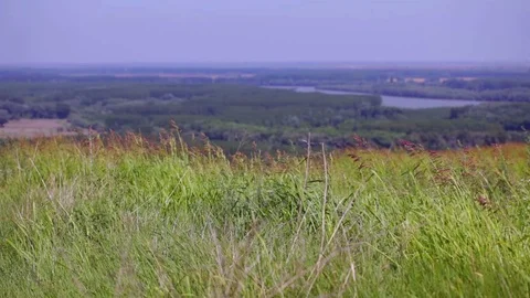 Landscape, grass fields waving at wind Stock Footage 99281539