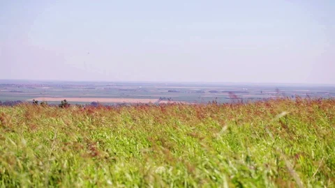 Landscape, grass fields waving at wind Stock Footage 99281544