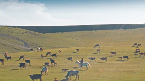 Landscape with grazing calves Video stock 97593167