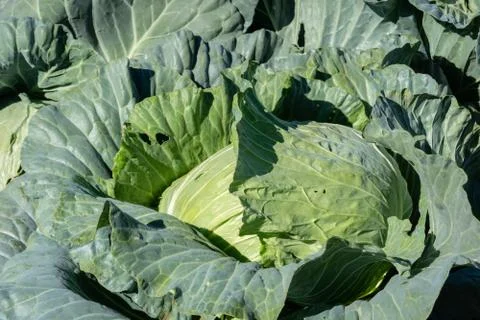 Landscape of green cabbage Stock-Fotos