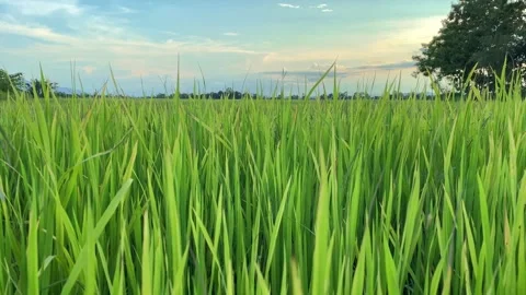 Landscape of green crops and field. 4K video clip of rice field and farmland Stock Footage 252107166