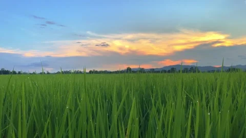 Landscape of green crops and field. 4K video clip of rice field and farmland Stock Footage 252107167