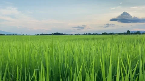 Landscape of green crops and field. 4K video clip of rice field and farmland Stock Footage 252107170