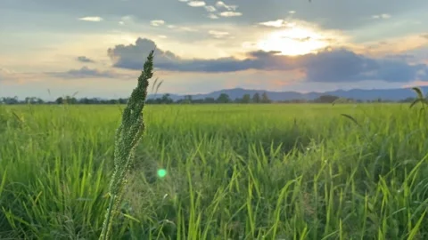 Landscape of green crops and field. 4K video clip of rice field and farmland Stock Footage 252107176