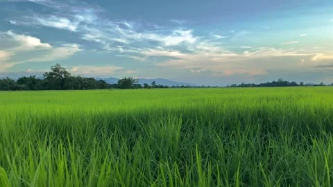 Landscape of green crops and field. 4K video clip of rice field and farmland Stock Footage 252107178