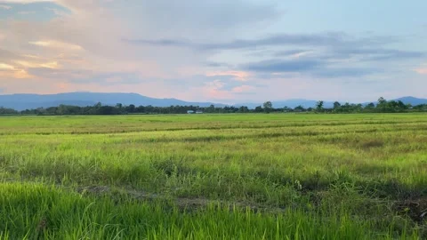 Landscape of green crops and field. 4K video clip of rice field and farmland Stock Footage 252107199