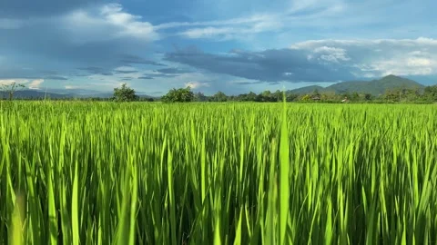 Landscape of green crops and field. 4K video clip of rice field and farmland Stock Footage 252107202