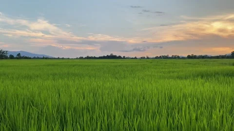 Landscape of green crops and field. 4K video clip of rice field and farmland Stock Footage 252107204