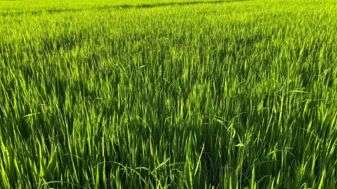 Landscape of green crops and field. 4K video clip of rice field and farmland Stock Footage 252107206