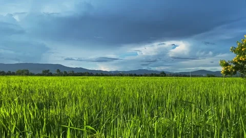 Landscape of green crops and field. 4K video clip of rice field and farmland. Stock Footage 252107209