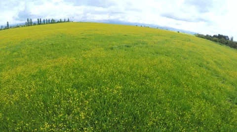 Landscape of green field under cloudy sky Stock Footage 50181406