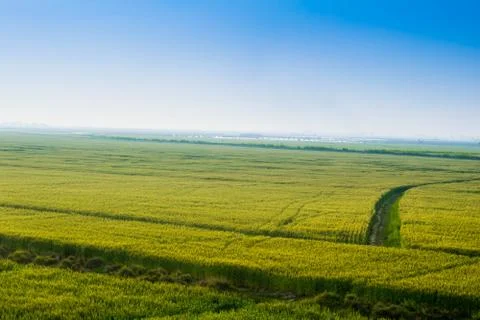Landscape ,green fields with blue sky. Stock Photos