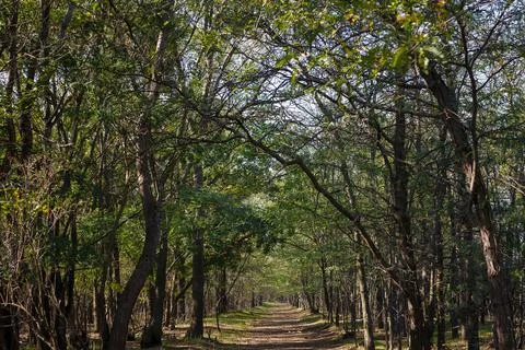 Landscape, green forest trees with path in between. Early autumn woods. Stock Photos
