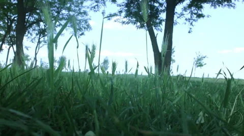 Landscape with green grass Stock Footage 50587420