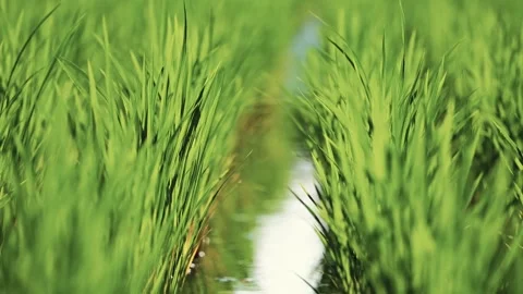 Landscape of green paddy field with the wind Stock Footage 279521065