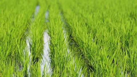Landscape of green paddy field with the wind Video stock 279521129