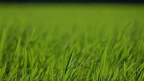 Landscape of green paddy field with the wind Video stock 279521286