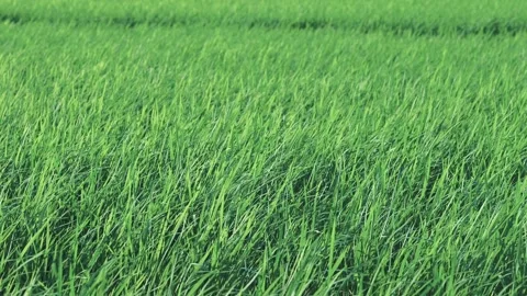 Landscape of green paddy field with the wind Video stock 279521409