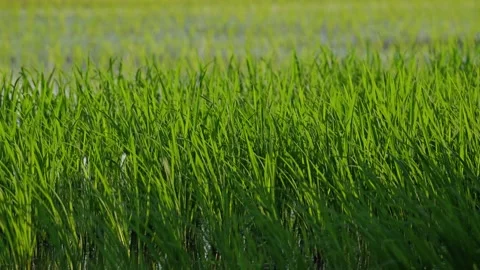 Landscape of green paddy field with the wind Video stock 279521486
