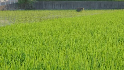 Landscape of green paddy field with the wind Video stock 279521591