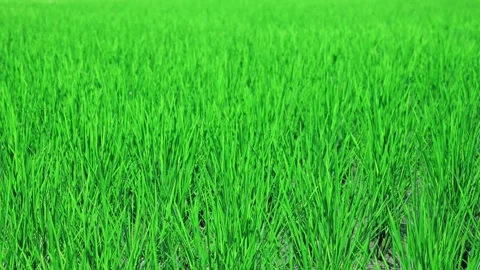 Landscape of green paddy field with the wind Stock Footage 279523085
