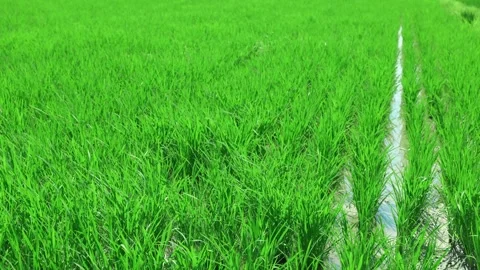 Landscape of green paddy field with the wind Stock Footage 279523171
