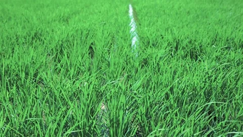 Landscape of green paddy field with the wind Stock Footage 279523258
