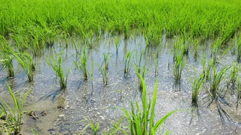 Landscape of green paddy field with the wind Stock Footage 279523358