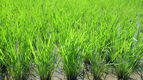 Landscape of green paddy field with the wind Stock Footage 279523400