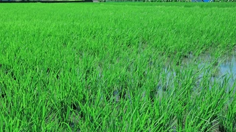 Landscape of green paddy field with the wind Stock Footage 279523545