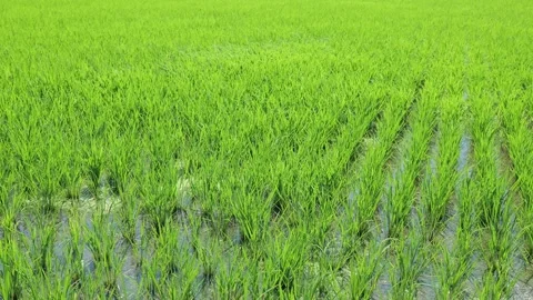 Landscape of green paddy field with the wind Stock Footage 279523567