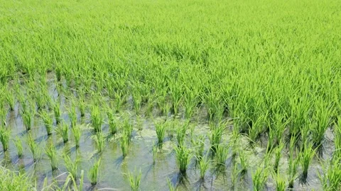 Landscape of green paddy field with the wind Stock Footage 279523627