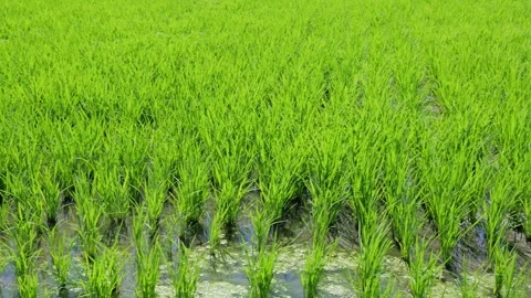 Landscape of green paddy field with the wind Stock Footage 279523643